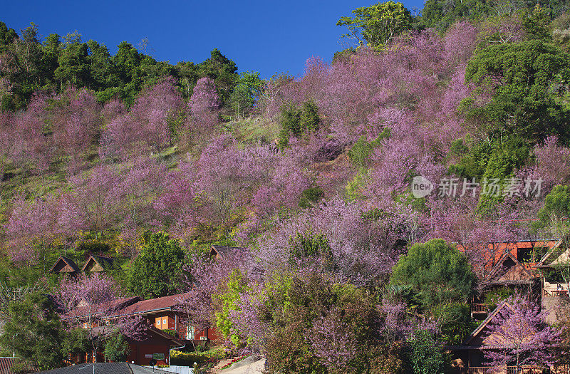 泰国樱花(野生喜马拉雅)盛开在山脉在Ang Khang森林公园在泰国清迈省